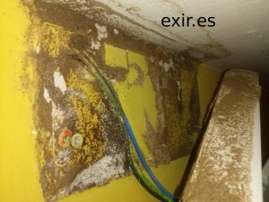 rastro de termita detrás de una luz de emergencia